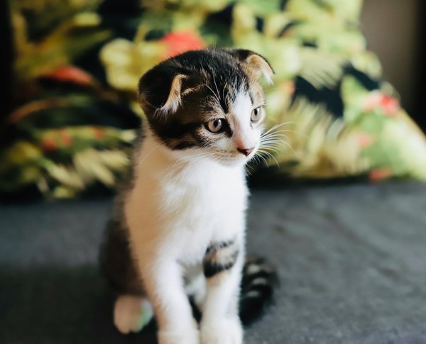 Le meilleur pour votre chien : coupe de pelage ou brossage ?