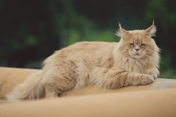 Élevage maine coon : comment choisir le meilleur compagnon félin