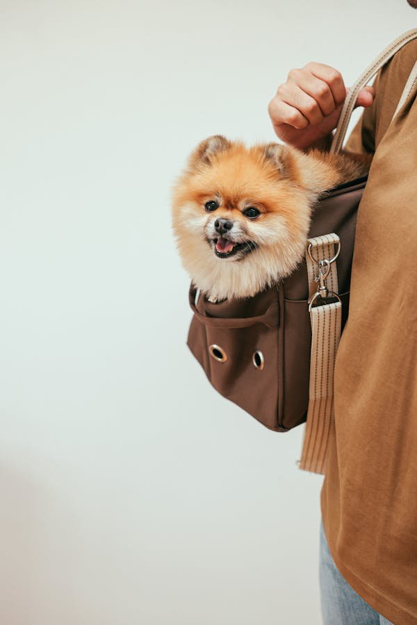 Les sacs à dos pour chien : confort et style en balade